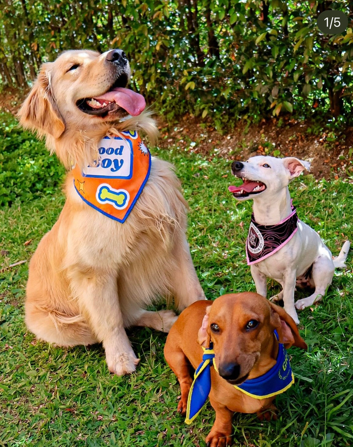 GRG! PET Bandana