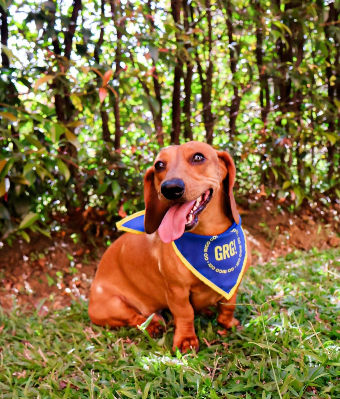 GRG! PET Bandana